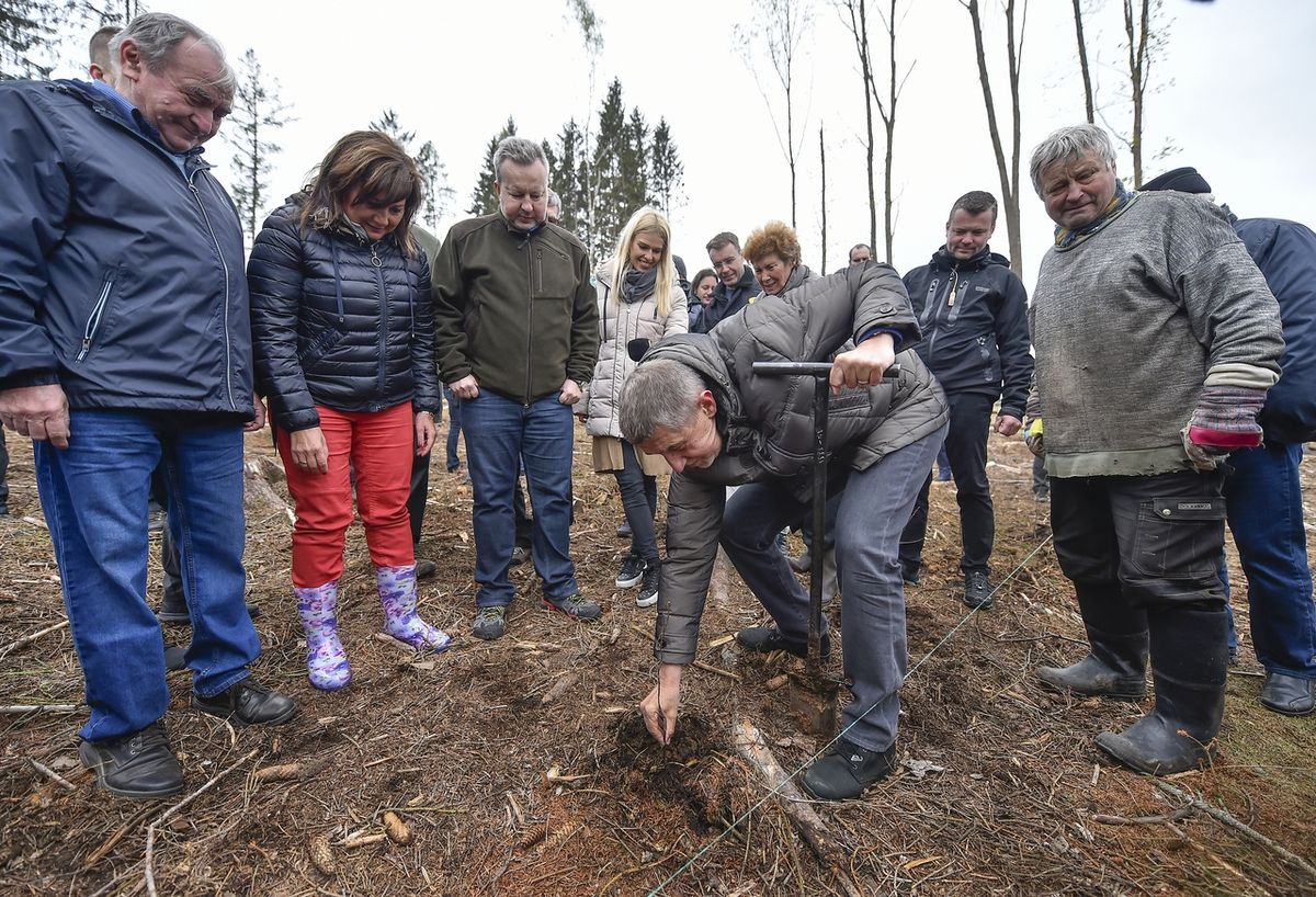Premiér Andrej Babiš sází stromek. Přihlíží lesní dělníci a ministryně financí Alena Schillerová (vlevo) a ministr životního prostředí Richard Brabec 