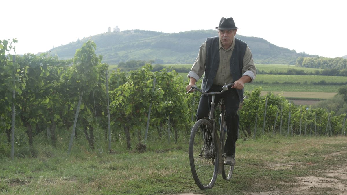 Miroslav Táborský se snaží koupit hrozny od Terezy Voříškové. Do vinohradu za ní přijel na kole a docela to byla fuška. 
