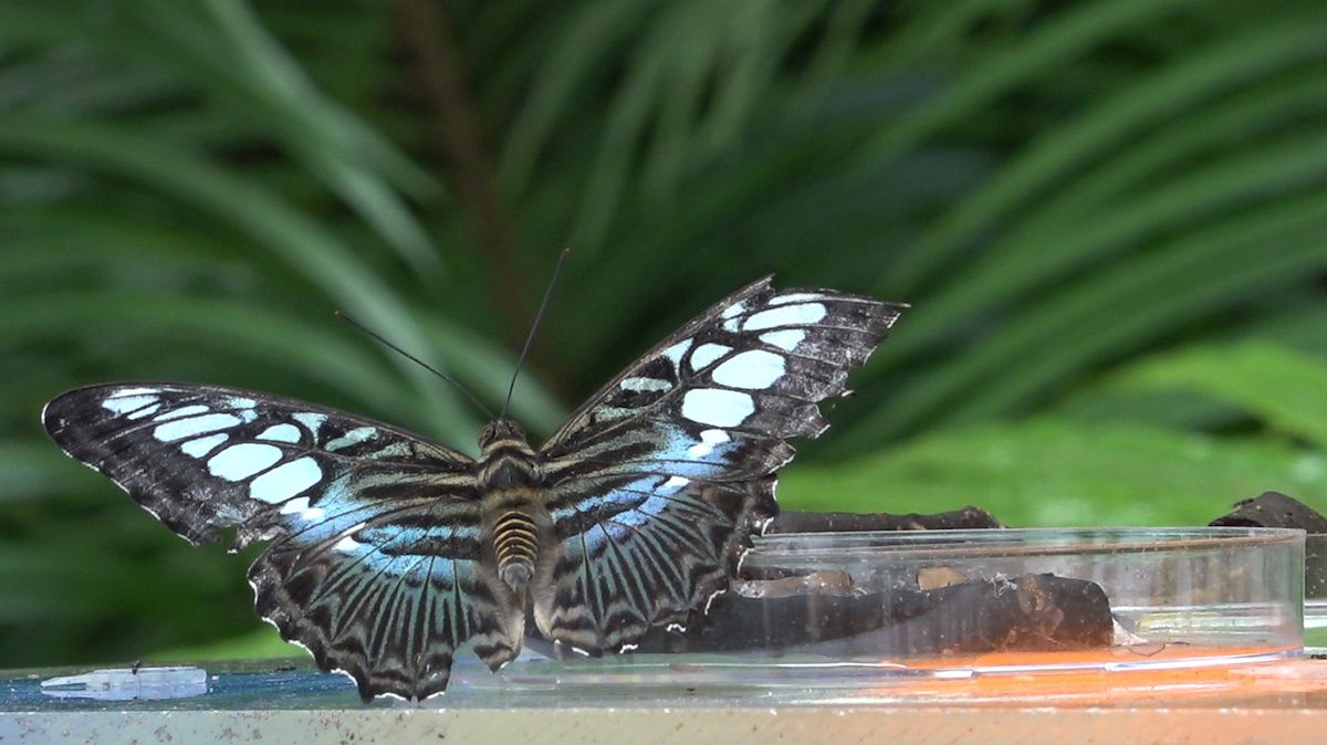 Petrobarevné exotické motýli pochází ze Stratfordu nad Avonou. 
