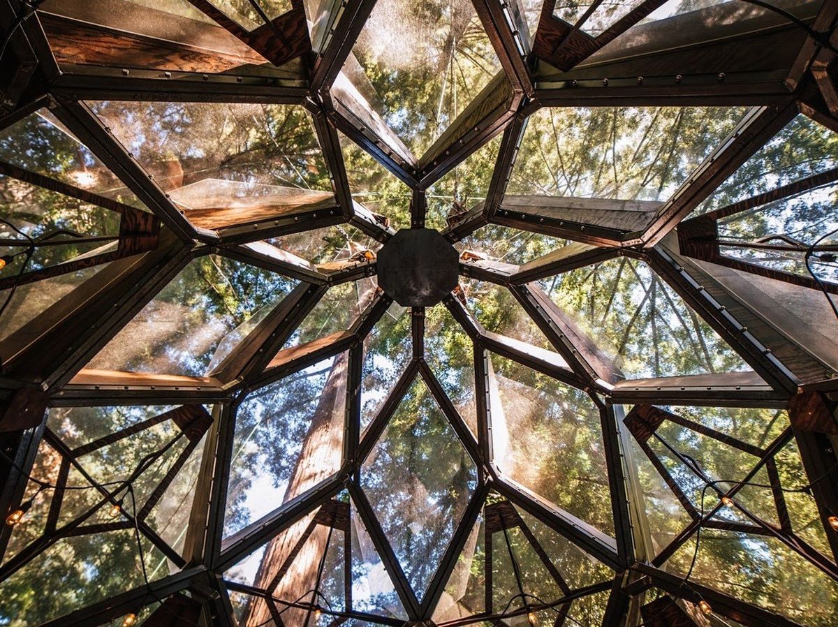 Pohled vzhůru do korun stromů připomíná díky geometrickým obrazcům kostry pohled do kaleidoskopu.