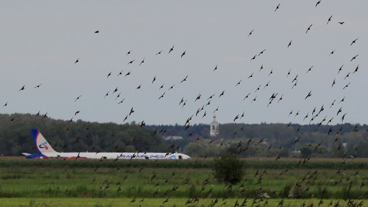 Hejna ptáků na poli u havarovaného ruského airbusu. 