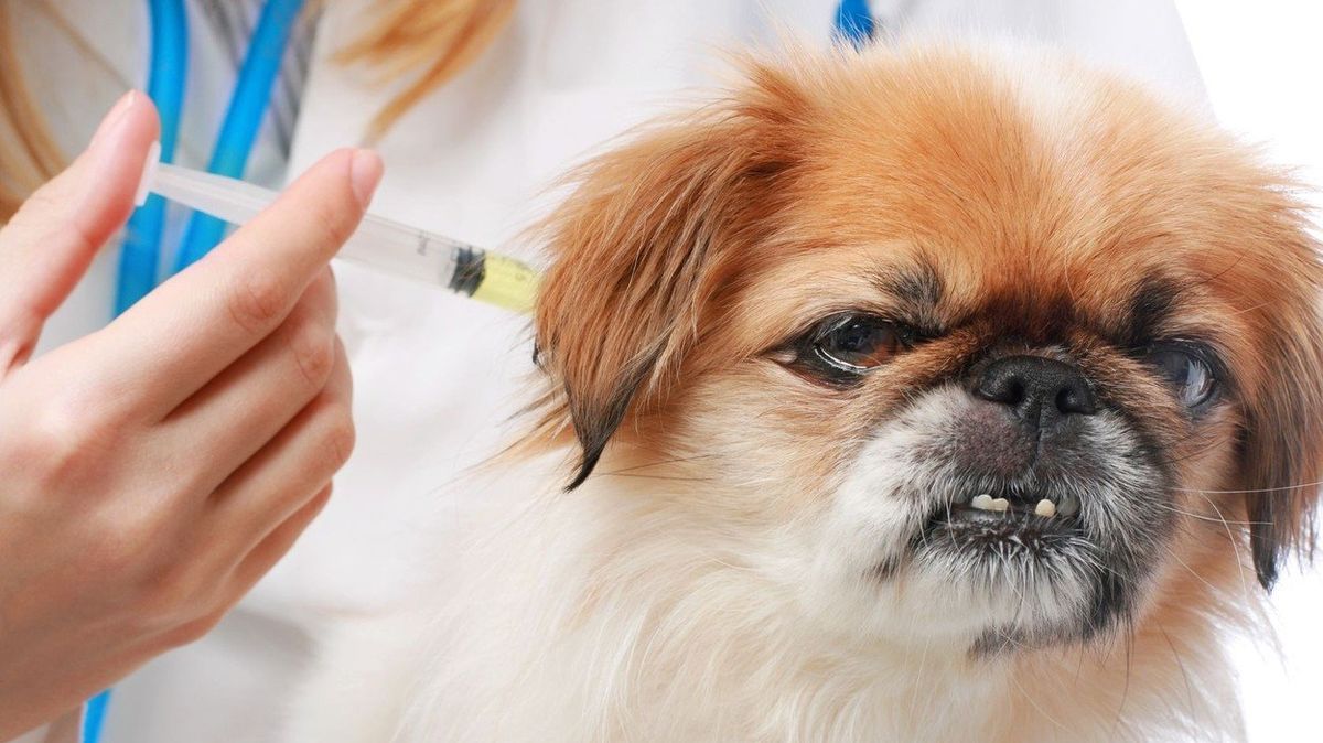 Očkování u psů autismus nevyvolá. Nic takového totiž neexistuje.