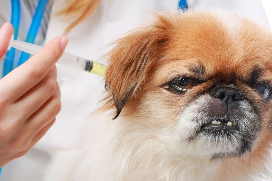 Očkování u psů autismus nevyvolá. Nic takového neexistuje.