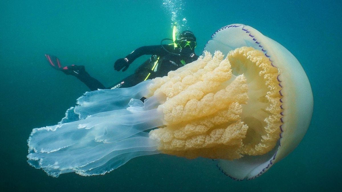 Potápěč s medúzou natočenou u jižních břehů Anglie