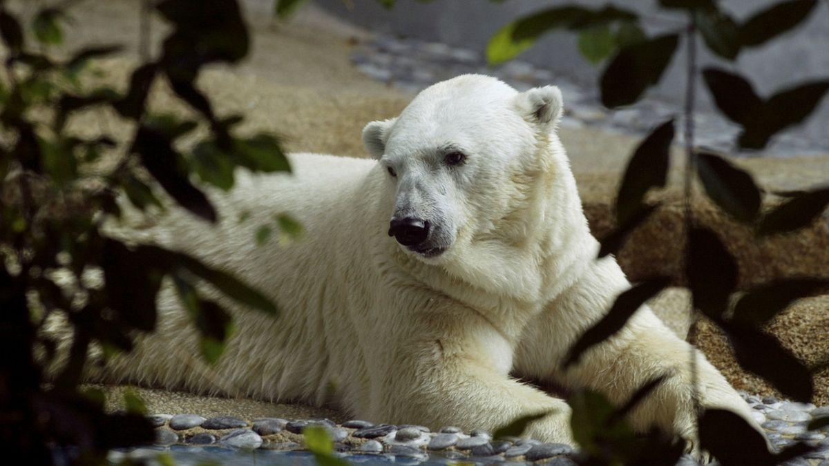 Lední medvěd Inuka na archivním snímku.