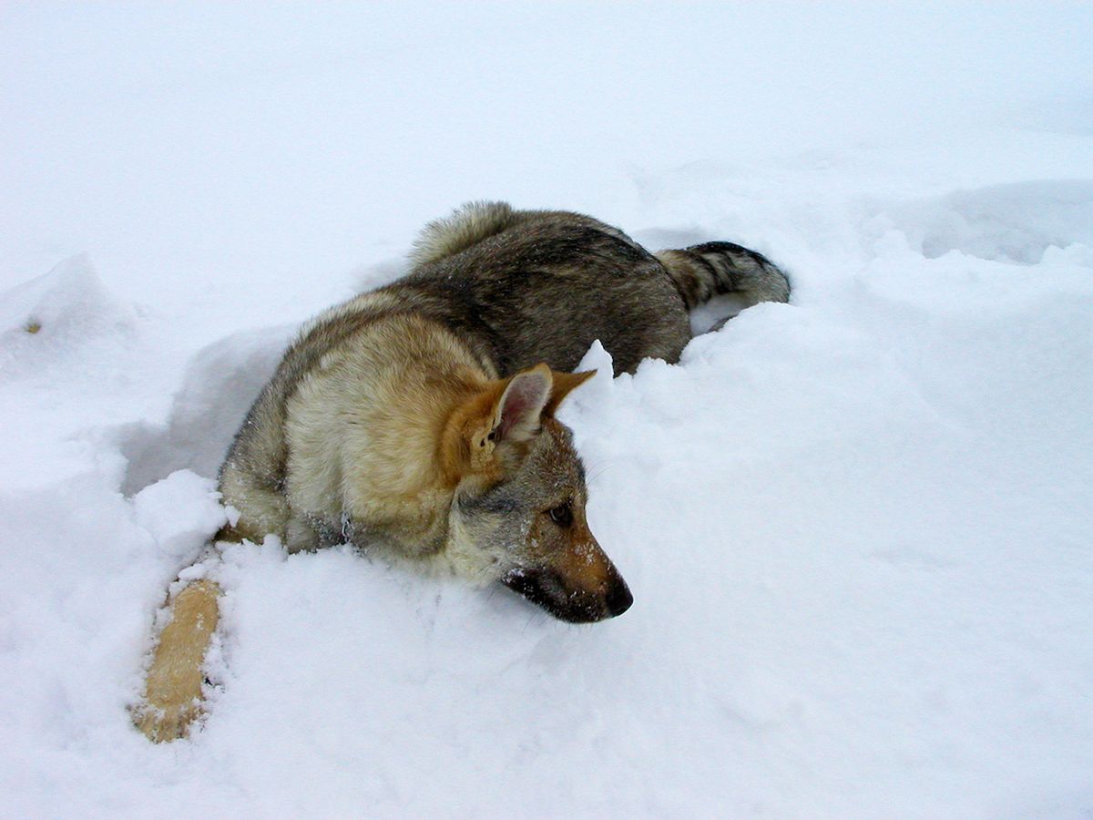 Československý vlčák patří k psům, kteří zvládnou venku i vysloveně nepříznivé počasí. Ve sněhu si vytvoří jamku a v ní největší slotu přečkají. Přesto by ale měli mít k dispozici kotec, ideálně s izolovanou boudou.