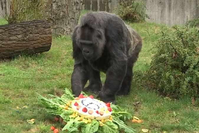 BEZ KOMENTÁŘE: Nejstarší gorila v Evropě slaví 61. narozeniny