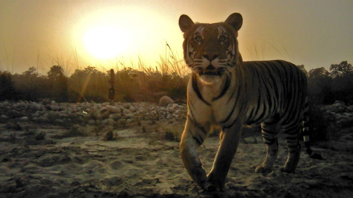 Tygr, kterého v Nepálu zachytila fotopast.