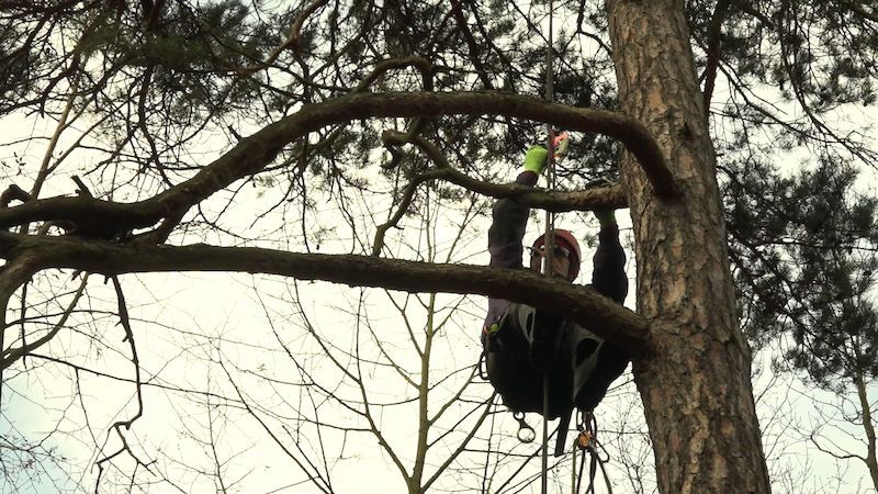 Muž na Klatovsku spadl ze stromu při sbírání jmelí. Na místě zemřel