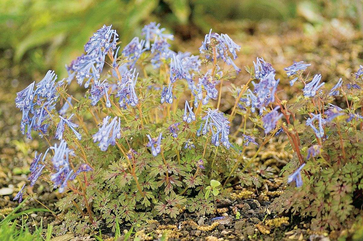 Dymnivka modrá (Corydalis flexuosa). Gracilní (útlá) trvalka nesmí chybět v zahradě inspirované lesem.