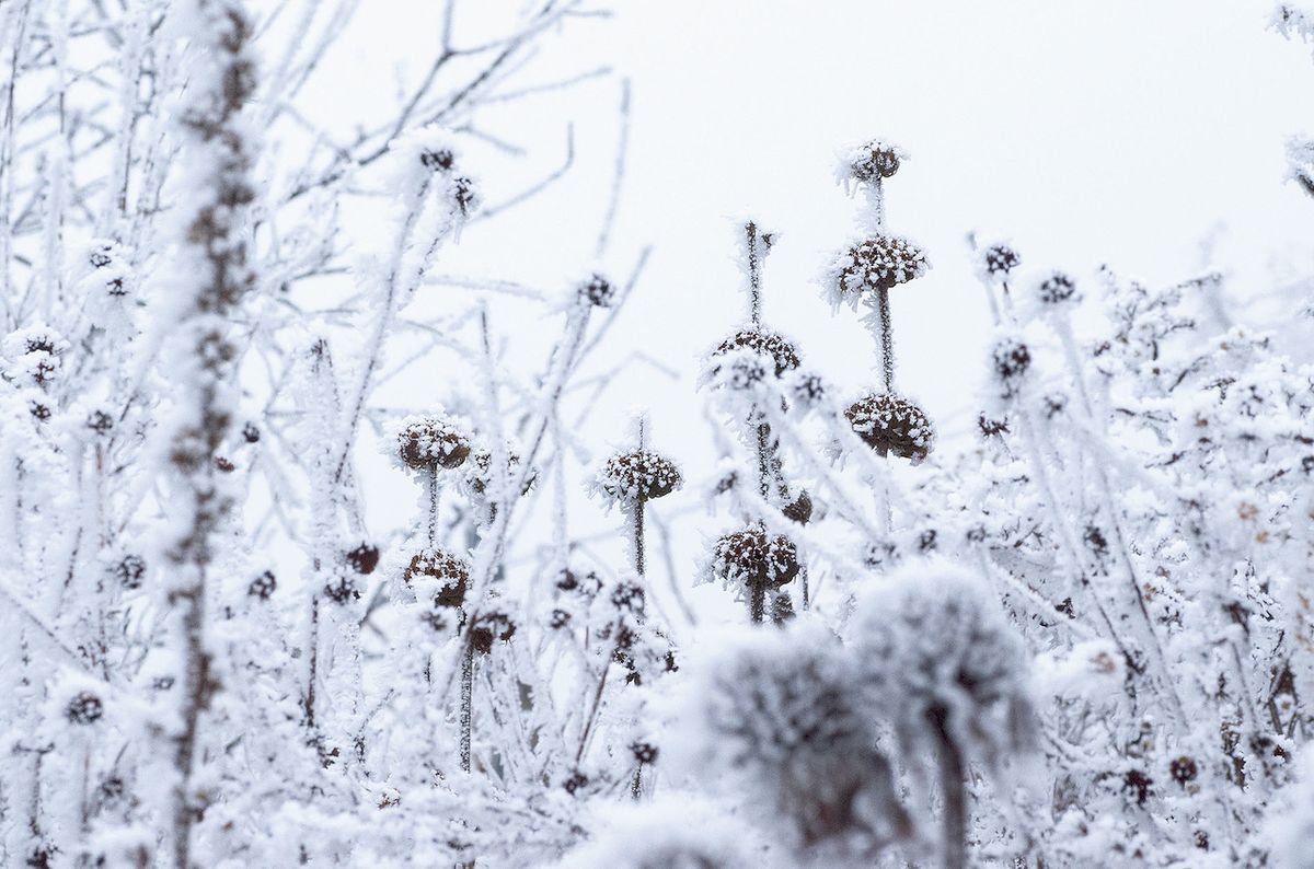 Bělobou vykreslené semeníky sápy dokazují, že se vyplácí nechat úklid záhonů až na konec zimy.