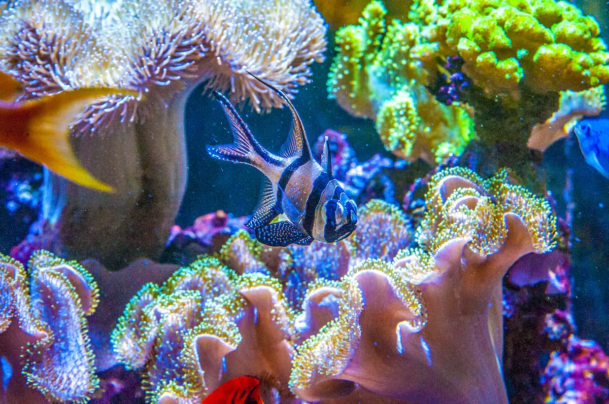 Mořská akvaristika ReefHome 