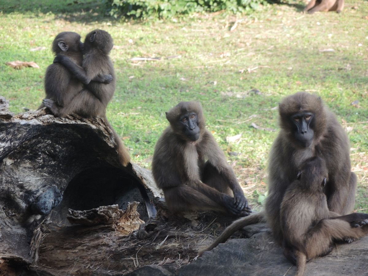 Dospělé samice odpočívají při svých mláďatech na kmenu dutého stromu v areálu svého výběhu.