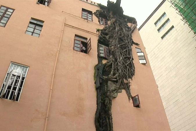 BEZ KOMENTÁŘE: Strom prorostl čtyřpatrovým domem až ke střeše
