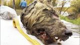 Na Sibiři našli 40 tisíc let starou vlčí hlavu. S vyceněnými tesáky a nepoškozeným mozkem