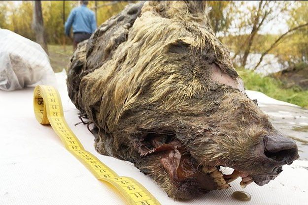 Na 40 tisíc let stará hlava vlka, kterou našli na Sibiři, je neuvěřitelně zachovalá.