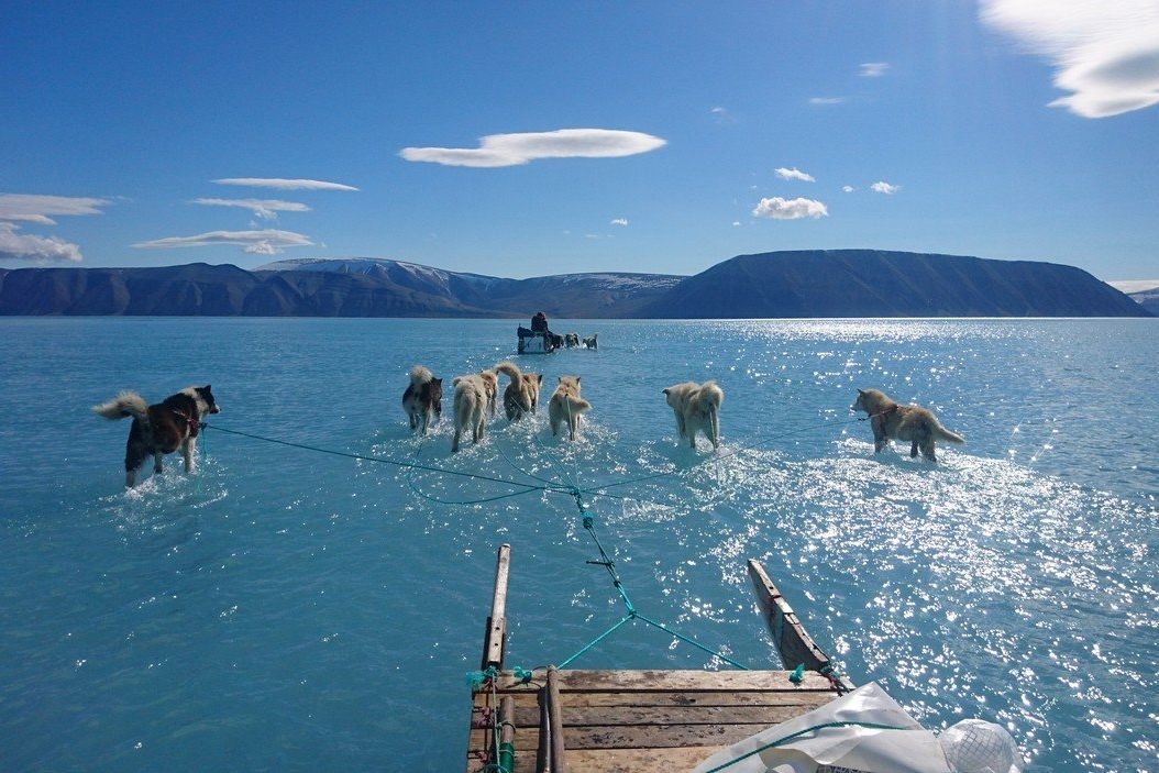 Tažní psi se brodí roztátým ledem v Grónsku