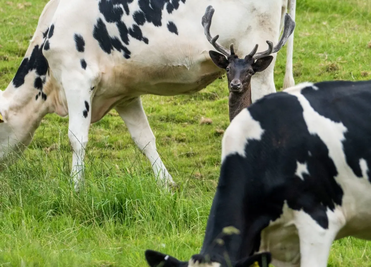 олень корова. олень корова. олень и корова. лань. корова и лань.