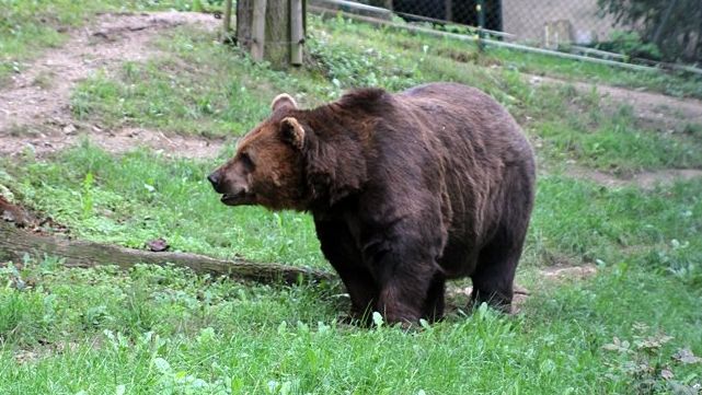Viděli jsme medvěda, hlásili cizinci u Mnichovic. Policie nic nenašla
