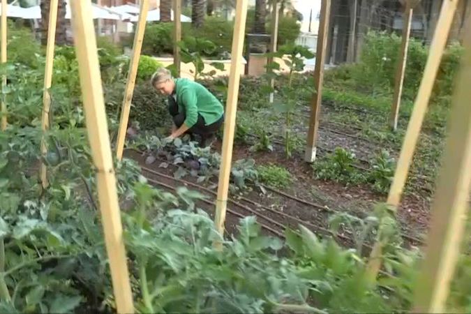 BEZ KOMENTÁŘE: Pěstuje zeleninu na střechách domů v Monaku a zásobuje jí michelinskou restauraci