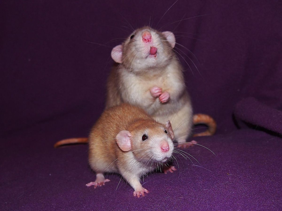 Potkani jsou přirozeně inteligentní zvídaví tvorové, kteří navzdory pomluvám nemají problém s čistotou.