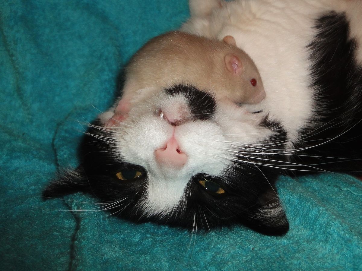 Při troše štěstí lze spřátelit potkana i s dalšími domácími mazlíčky. Někdy dokonce i s kočkami.