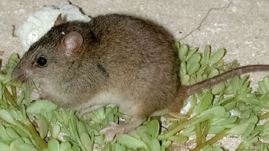 V Austrálii zařadili mezi vyhynulé živočišné druhy malou hnědou krysu, která žila na jediném místě na světě - maličkém korálovém ostrůvku Bramble Cay