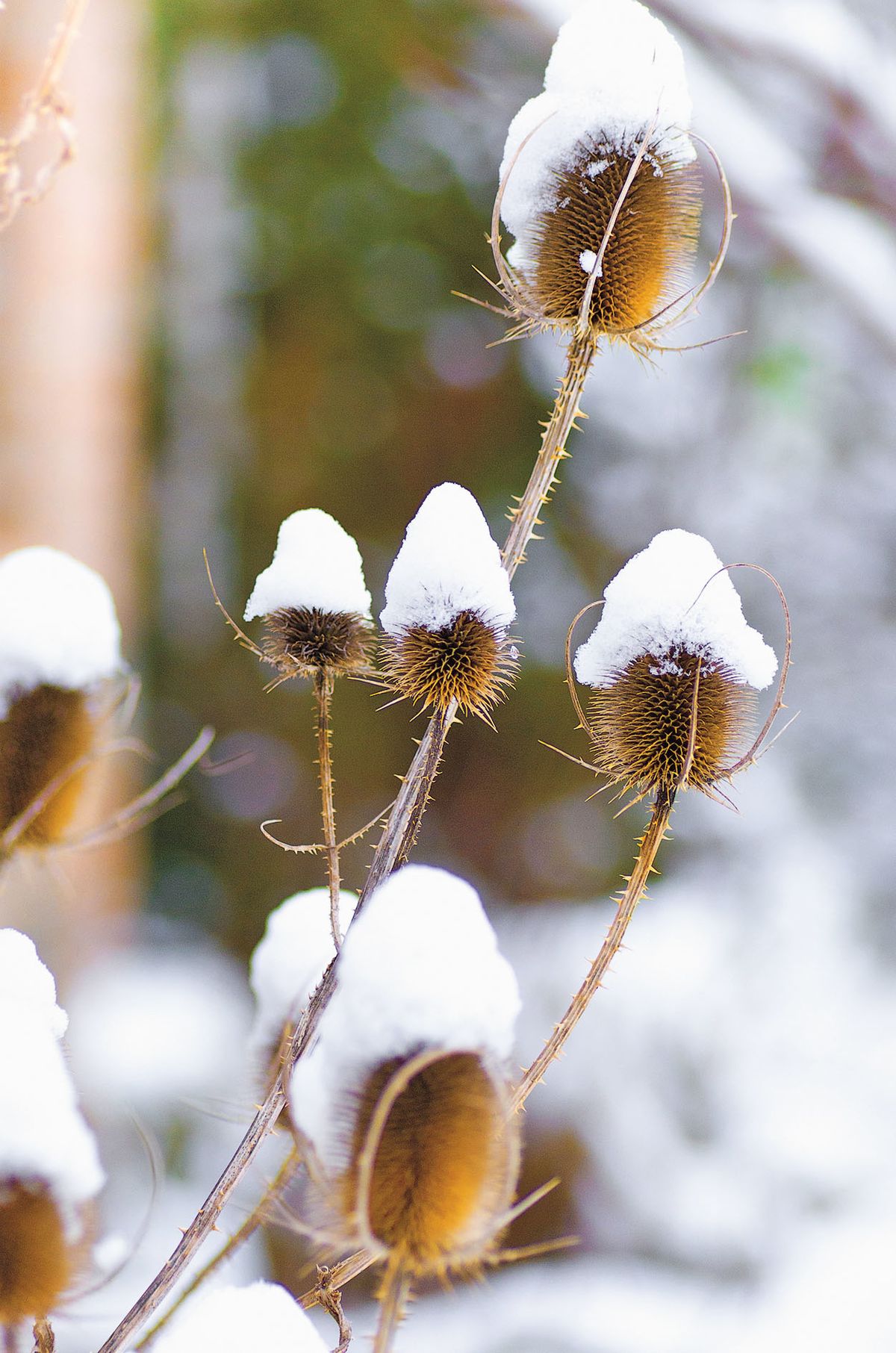 Štětka planá (Dipsacus fullonum). S oblibou ji navštěvuje sníh i pestří stehlíci, kterým skýtá energii ze semen.