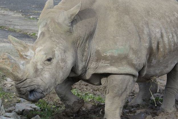 Samice nosorožce Zamba v ústecké zoo