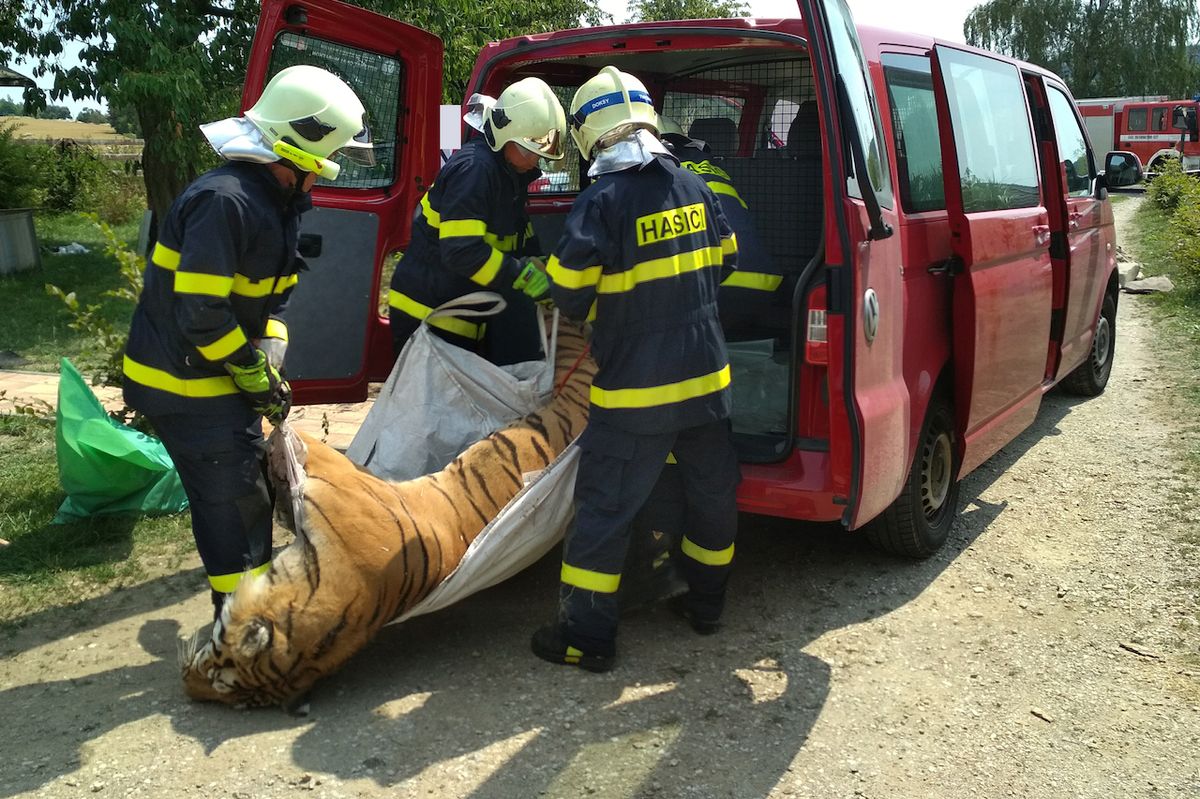 Hasiči pomohli s odvozem tygra.