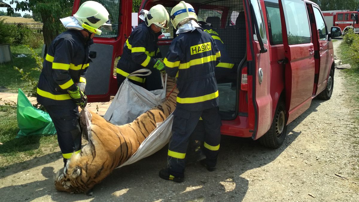 Hasiči pomohli s odvozem tygra.