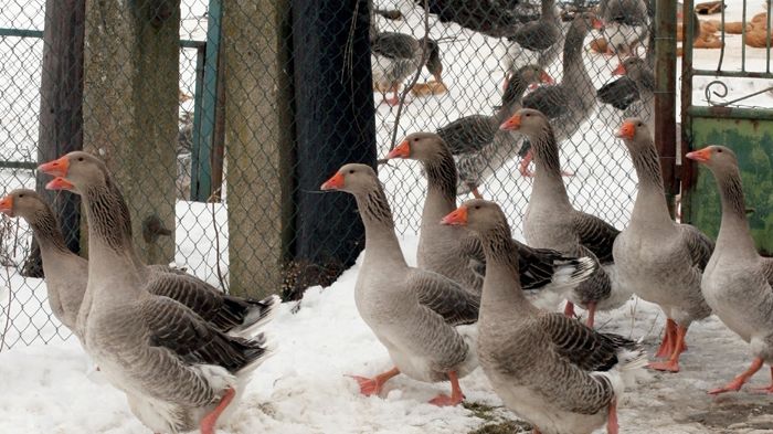 Drobní chovatelé dostali od veterinářů výjimku v opatření proti ptačí chřipce