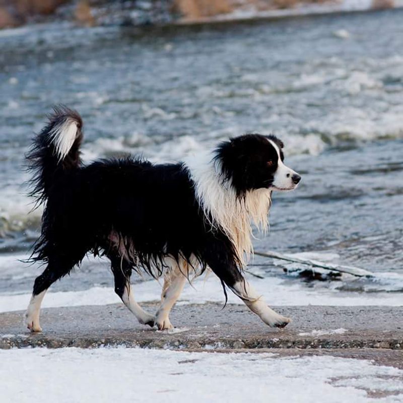 Opatrně na zamrzlých vodních plochách. Při oblevách se led může se psem probořit.