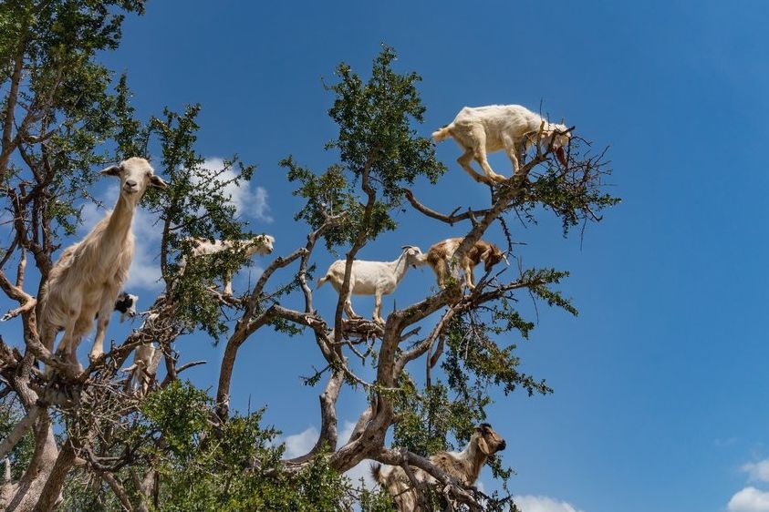 Kozy šplhající po stromech se staly turistickým tahákem. 