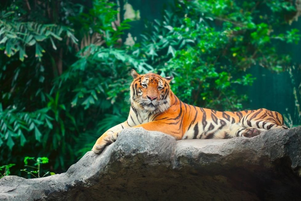 Pro nás je tygr v džungli nepřehlédnutelný, jeho kořist to ale tak nevidí.