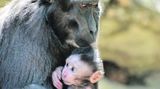 Děčínská zoo se raduje z malého makaka