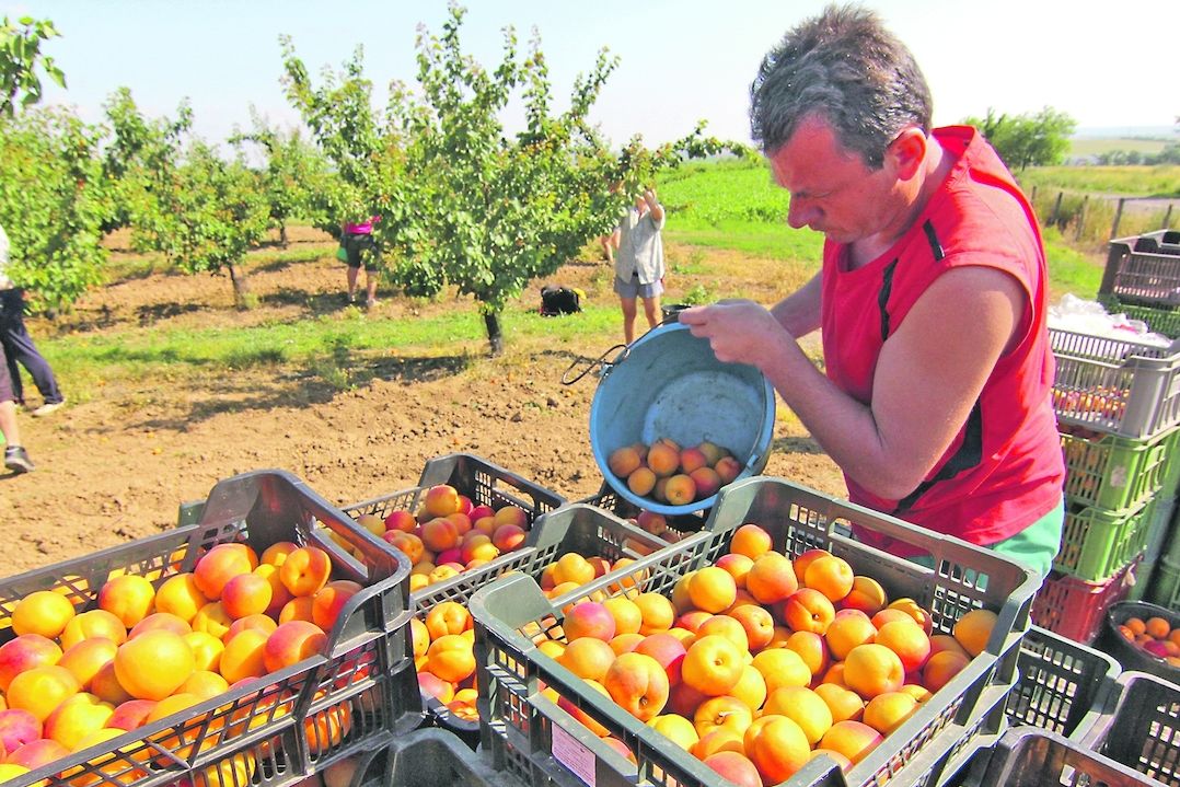 Meruňky začínají sklízet i v sadech podniku Pomona v Těšeticích, který patří mezi významné dodavatele tohoto ovoce na trh.