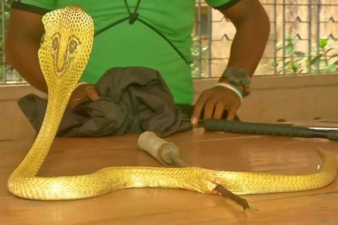 BEZ KOMENTÁŘE: Šíp, který museli veterináři vyndat, probodl tělo hada a poškodil mu plíce. 