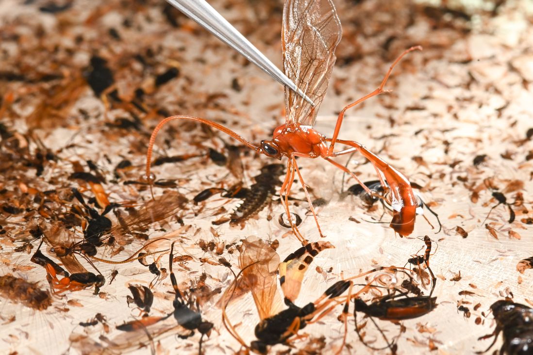 Hmyz zůstává velkou neznámou. Několik zcela nových druhů například objevilo loni třídění vzorků v mnichovské muzejní sbírce.