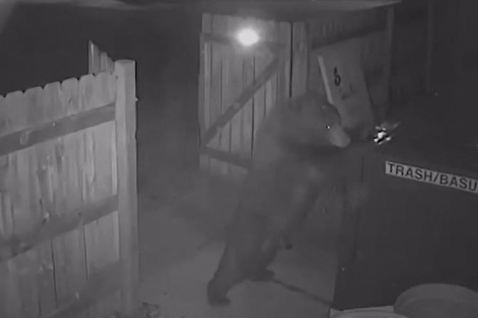 BEZ KOMENTÁŘE: Medvěd se nemohl dostat do kontejneru, tak ho ukradl celý