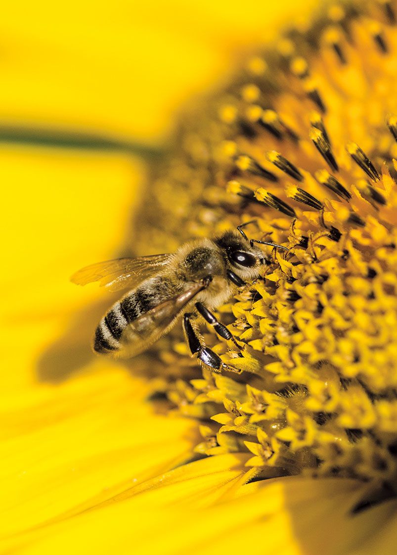 Na pyl a nektar neujdou pozornosti medonosných včel. Oblibě se těší také u motýlů.
