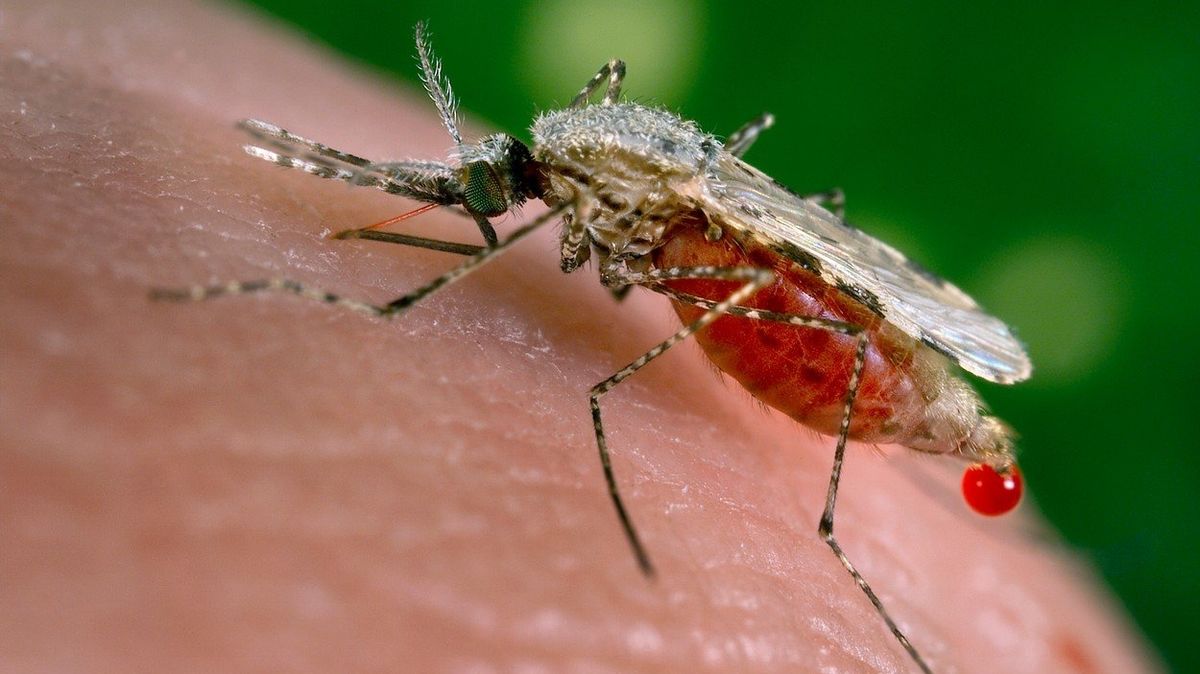 Samičky druhu Anopheles stephensi přenášejí malárii. Ilustrační foto.