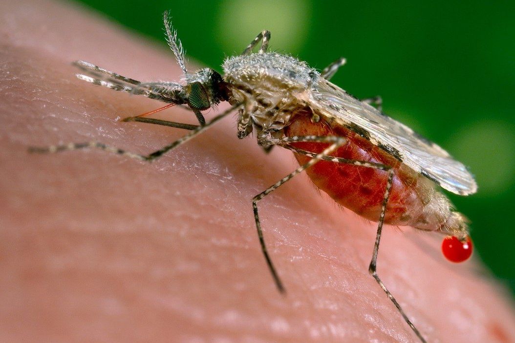 Samičky druhu Anopheles stephensi přenášejí malárii. Ilustrační foto