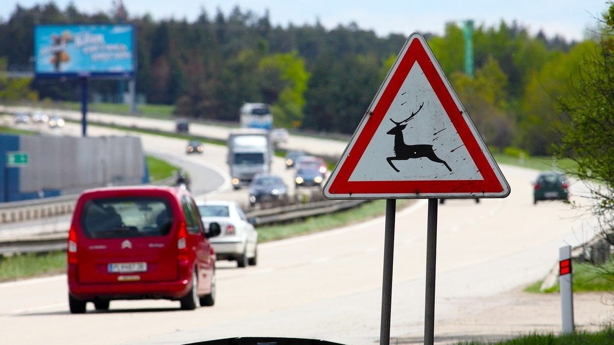 Častou příčinou podzimních dopravních nehod je srážka s lesní zvěří, která se v tomto období okolo silnic vyskytuje.