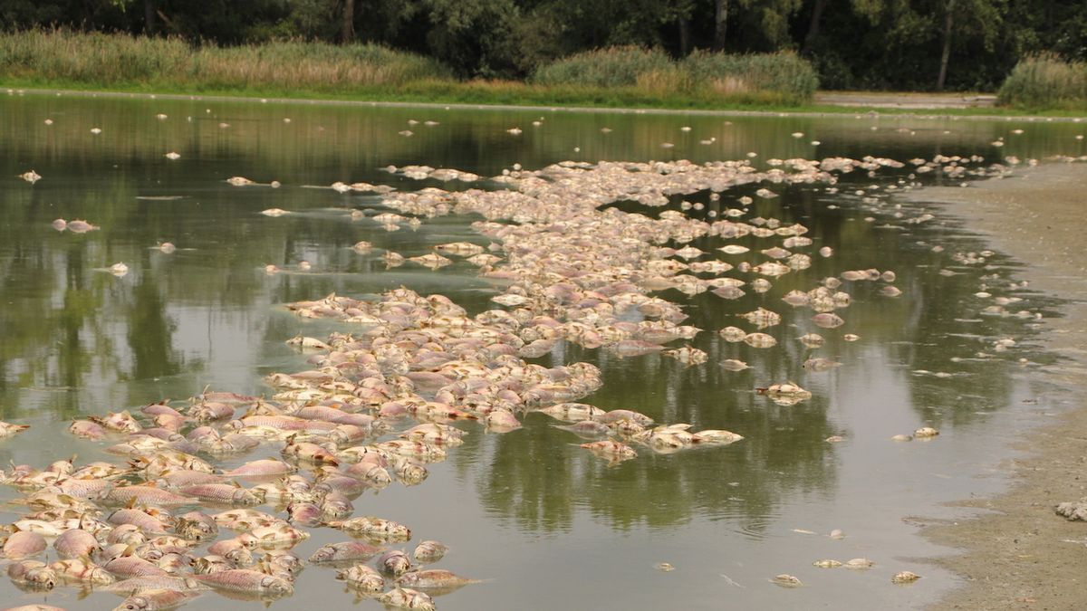 V největším moravském rybníku uhynuly desítky tun ryb. 