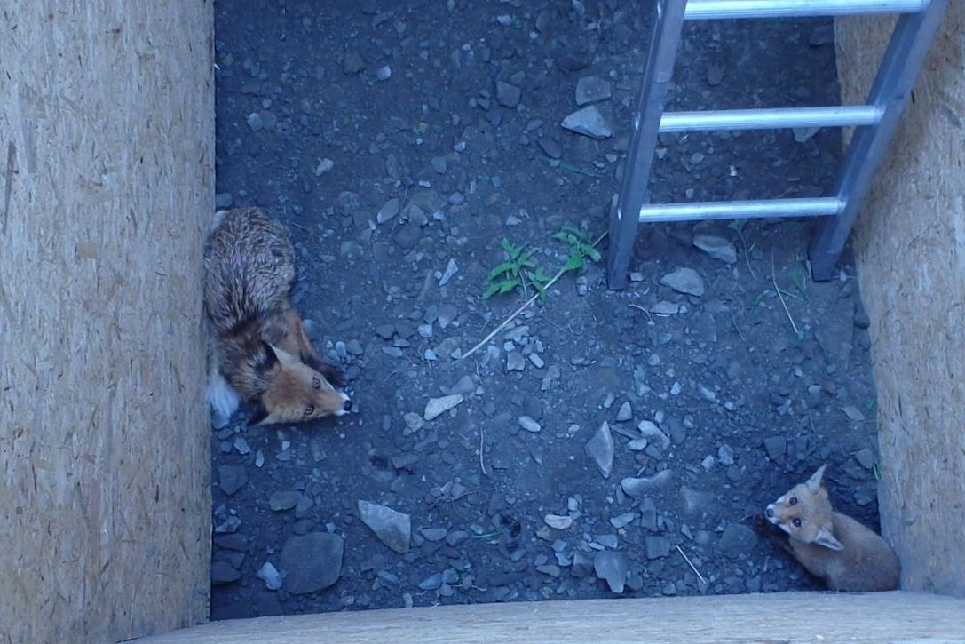 Liška s mládětem uvízly v pátek v dvoumetrové jámě na staveništi v Huzové na Šternbersku.