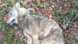 Auto srazilo na Českolipsku vlka, zvíře uhynulo a bude z něj exponát