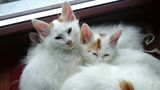 Turecká van. Kočka, která se ráda koupe, má tajemný původ a miluje svého páníčka