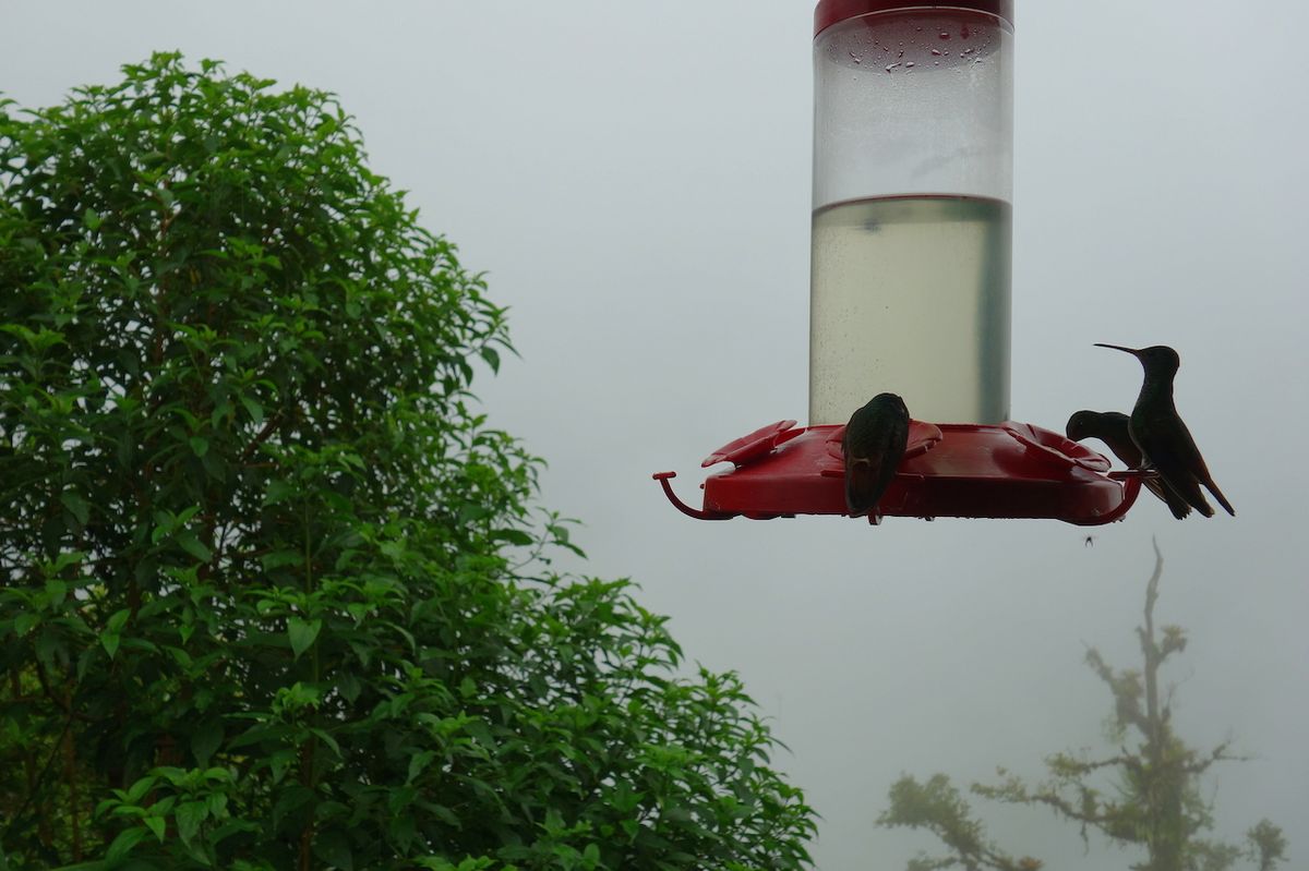 Na kolibříky v zemi narazíte téměř všude.