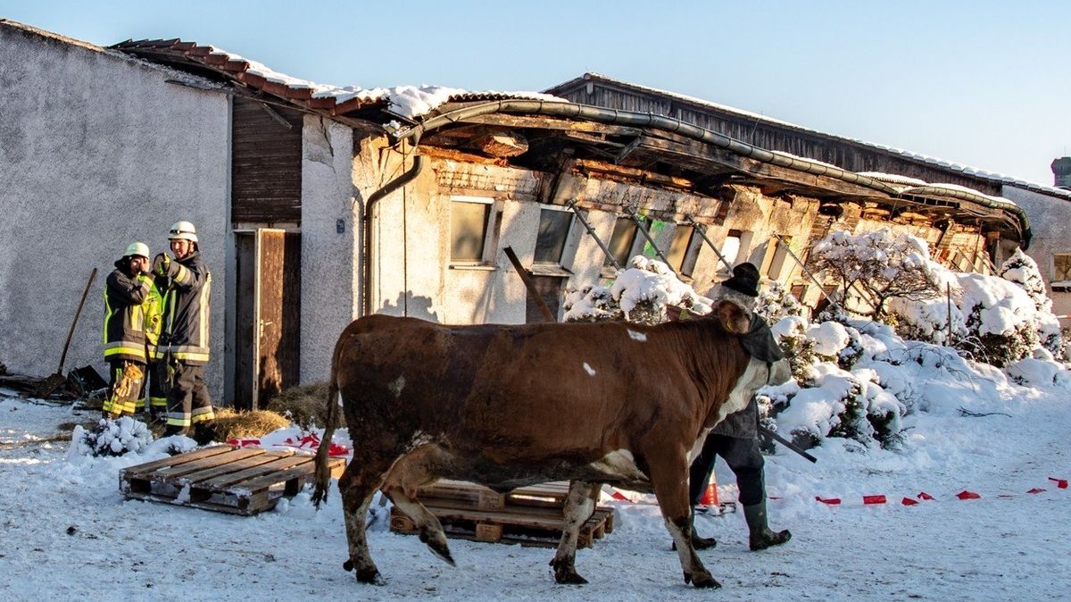 V městečku Pisting se zřitila pod náporem nového sněhu střecha kravína, kde bylo 44 krav a 10 telat.